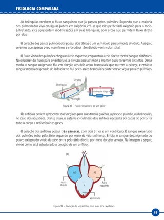 49
FISIOLOGIA COMPARADA
As brânquias recebem o fluxo sanguíneo que já passou pelos pulmões. Supondo que a maioria
dos pulmonados viva em águas pobres em oxigênio, crê-se que eles perderiam oxigênio para o meio.
Entretanto, eles apresentam modificações em suas brânquias, com arcos que permitem fluxo direto
por elas.
O coração dos peixes pulmonados possui dois átrios e um ventrículo parcialmente dividido. A seguir,
veremos que apenas aves, mamíferos e crocodilos têm divisão ventricular total.
O fluxo vindo dos pulmões chega ao átrio esquerdo, enquanto o átrio direito recebe sangue sistêmico.
No decorrer do fluxo para o ventrículo, a divisão parcial tende a manter duas correntes distintas. Desse
modo, o sangue oxigenado flui em direção aos dois arcos branquiais, que nutrem a cabeça, e então o
sangue menos oxigenado do lado direito flui pelos arcos branquiais posteriores e segue para os pulmões.
Brânquias
Tecidos
Coração
Brânquias Corpo
Figura 37 – Fluxo circulatório de um peixe
Os anfíbios podem apresentar duas regiões para suas trocas gasosas, a pele e o pulmão, ou brânquias,
no caso dos aquáticos. Diante disso, o sistema circulatório dos anfíbios necessita ser capaz de percorrer
todo o corpo e redistribuir os gases.
O coração dos anfíbios possui três câmaras, com dois átrios e um ventrículo. O sangue oxigenado
dos pulmões entra pelo átrio esquerdo por meio da veia pulmonar. Então, o sangue desoxigenado ou
pouco oxigenado vindo da pele entra pelo átrio direito por meio do seio venoso. Na imagem a seguir,
vimos como está estruturado o coração de um anfíbio:
(II)
AD AE
V
Átrio
direito
Átrio
esquerdo
Ventrículo
Figura 38 – Coração de um anfíbio, com suas três cavidades
 