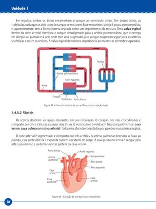 50
Unidade I
Em seguida, ambos os átrios encaminham o sangue ao ventrículo único. Um desses átrios, as
trabéculas, evita que os dois tipos de sangue se misturem. Esse mecanismo ainda é pouco compreendido,
e, aparentemente, tem a forma interna septada como um impedimento da mistura. Uma valva espiral
dentro do cone arterial direciona o sangue desoxigenado para a artéria pulmocutânea, que o carrega
em direção ao pulmão e à pele onde este será oxigenado; já o sangue oxigenado segue para as artérias
sistêmicas e nutre os tecidos. A valva espiral demonstra importância ao manter as correntes separadas.
Aorta
Tecidos
Coração
Ventrículo Átrio direito
Artéria pulmocutânea
Átrio esquerdo
Pele
Pulmão
Figura 39 – Fluxo circulatório de um anfíbio, com circulação dupla
3.4.5.2 Répteis
Os répteis denotam variações relevantes em sua circulação. O coração dos não crocodilianos é
composto por cinco câmaras e possui dois átrios. O ventrículo é dividido em três compartimentos: cava
venon, cava pulmonar e cava arterial. Todos eles são interconectados por paredes musculares e septos.
O cone arterial é segmentado e composto por três artérias. A artéria pulmonar direciona o fluxo ao
pulmão, e as aortas direita e esquerda nutrem o restante do corpo. A cava pulmonar envia o sangue pela
artéria pulmonar, e as demais aortas partem da cava venon.
Aorta direita Aorta esquerda
Veia pulmonar
Átrio direito
Átrio esquerdo
Artéria
pulmonar
Cava
venon
Cava
pulmonar
Cava
arterial
Figura 40 – Coração de um réptil não crocodiliano
 