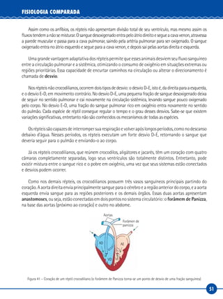 51
FISIOLOGIA COMPARADA
Assim como os anfíbios, os répteis não apresentam divisão total de seu ventrículo, mas mesmo assim os
fluxostendemanãosemisturar.Osanguedesoxigenadoentrapeloátriodireitoesegueacavavenon,atravessa
a parede muscular e passa para a cava pulmonar, saindo pela artéria pulmonar para ser oxigenado. O sangue
oxigenado entra no átrio esquerdo e segue para a cava venon, e depois sai pelas aortas direita e esquerda.
Uma grande vantagem adaptativa dos répteis permite que esses animais desviem seu fluxo sanguíneo
entre a circulação pulmonar e a sistêmica, otimizando o consumo de oxigênio em situações extremas ou
regiões prioritárias. Essa capacidade de encurtar caminhos na circulação ou alterar o direcionamento é
chamada de desvio.
Nos répteis não crocodilianos, ocorrem dois tipos de desvio: o desvio D-E, isto é, da direita para a esquerda,
e o desvio E-D, em movimento contrário. No desvio D-E, uma pequena fração de sangue desoxigenado deixa
de seguir no sentido pulmonar e cai novamente na circulação sistêmica, levando sangue pouco oxigenado
pelo corpo. No desvio E-D, uma fração do sangue pulmonar rico em oxigênio entra novamente no sentido
do pulmão. Cada espécie de réptil consegue regular o tempo e o grau desses desvios. Sabe-se que existem
variações significativas, entretanto não são conhecidos os mecanismos de todas as espécies.
Osrépteissãocapazesdeinterrompersuarespiraçãoevolverapóslongosperíodos,comonodescanso
debaixo d’água. Nesses períodos, os répteis executam um forte desvio D-E, retornando o sangue que
deveria seguir para o pulmão e enviando-o ao corpo.
Já os répteis crocodilianos, que reúnem crocodilos, aligátores e jacarés, têm um coração com quatro
câmaras completamente separadas, logo seus ventrículos são totalmente distintos. Entretanto, pode
existir mistura entre o sangue rico e o pobre em oxigênio, uma vez que seus sistemas estão conectados
e desvios podem ocorrer.
Como nos demais répteis, os crocodilianos possuem três vasos sanguíneos principais partindo do
coração. A aorta direita envia principalmente sangue para o cérebro e a região anterior do corpo, e a aorta
esquerda envia sangue para as regiões posteriores e os demais órgãos. Essas duas aortas apresentam
anastomoses, ou seja, estão conectadas em dois pontos no sistema circulatório: o forâmem de Panizza,
na base das aortas (próximo ao coração) e outro no abdome.
Aortas
Forâmen de
panizza
AD
VD
AE
VE
Figura 41 – Coração de um réptil crocodiliano (o forâmem de Panizza torna-se um ponto de desvio de uma fração sanguínea)
 