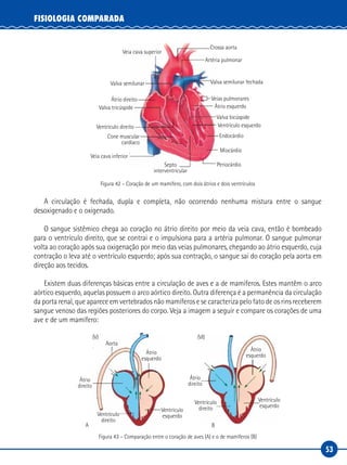 53
FISIOLOGIA COMPARADA
Crossa aorta
Artéria pulmonar
Veia cava superior
Valva semilunar fechadaValva semilunar
Átrio direito
Valva tricúspide
Ventrículo direito
Cone muscular
cardíaco
Septo
interventricular
Veia cava inferior
Ventrículo esquerdo
Veias pulmonares
Átrio esquerdo
Endocárdio
Miocárdio
Periocárdio
Valva bicúspide
Figura 42 – Coração de um mamífero, com dois átrios e dois ventrículos
A circulação é fechada, dupla e completa, não ocorrendo nenhuma mistura entre o sangue
desoxigenado e o oxigenado.
O sangue sistêmico chega ao coração no átrio direito por meio da veia cava, então é bombeado
para o ventrículo direito, que se contrai e o impulsiona para a artéria pulmonar. O sangue pulmonar
volta ao coração após sua oxigenação por meio das veias pulmonares, chegando ao átrio esquerdo, cuja
contração o leva até o ventrículo esquerdo; após sua contração, o sangue sai do coração pela aorta em
direção aos tecidos.
Existem duas diferenças básicas entre a circulação de aves e a de mamíferos. Estes mantêm o arco
aórtico esquerdo, aquelas possuem o arco aórtico direito. Outra diferença é a permanência da circulação
da porta renal, que aparece em vertebrados não mamíferos e se caracteriza pelo fato de os rins receberem
sangue venoso das regiões posteriores do corpo. Veja a imagem a seguir e compare os corações de uma
ave e de um mamífero:
(V)
A B
(VI)
Átrio
direito
Átrio
direito
Átrio
esquerdo
Átrio
esquerdo
Ventrículo
direito
Ventrículo
direitoVentrículo
esquerdo
Ventrículo
esquerdo
Aorta
Figura 43 – Comparação entre o coração de aves (A) e o de mamíferos (B)
 