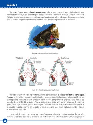58
Unidade I
Nos peixes ósseos, ocorre o bombeamento opercular: a água entra pela boca e é direcionada para
a cavidade branquial, que é recoberta pelo opérculo. Quando a boca está aberta, o opérculo permanece
fechado, permitindo a pressão necessária para a chegada desta até as brânquias. Subsequentemente, a
boca se fecha e o opérculo se abre, expulsando a água do corpo e percorrendo as brânquias.
Figura 48 – Fluxo do bombeamento opercular
Vista dorsal Boca aberta Boca fechada
Câmara bucal
se expande
Arcos
branquiais
Opérculo
fechado
Opérculo
aberto
Câmara bucal
se contrai
Figura 49 – Fluxo do opérculo aberto e fechado
Quando nadam em altas velocidades, peixes cartilaginosos e ósseos utilizam a ventilação
forçada. A boca fica constantemente aberta, e a água passa direto para as brânquias. Os peixes
cartilaginosos não apresentam opérculo, assim a água simplesmente segue o fluxo oposto ao
sentido da natação. Já os peixes ósseos deixam seus opérculos sempre abertos, de maneira
que a força seja advinda apenas da natação. Tubarões e outros que pratiquem exclusivamente
ventilação forçada carecem de natação permanente, caso suas taxas metabólicas não estejam
extremamente reduzidas.
A ventilação forçada é uma opção aos peixes ósseos que minimiza o gasto energético. Em natação
com alta velocidade, o animal já apresenta um custo energético alto em sua musculatura responsável
 