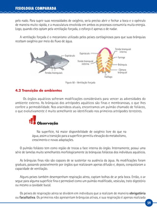 59
FISIOLOGIA COMPARADA
pelo nado. Para suprir suas necessidades de oxigênio, seria preciso abrir e fechar a boca e o opérculo
de maneira muito rápida, e a musculatura envolvida em ambos os processos consumiria muita energia.
Logo, quando eles optam pela ventilação forçada, o esforço é apenas o de nadar.
A ventilação forçada é o mecanismo utilizado pelos peixes cartilaginosos para que suas brânquias
recebam oxigênio por meio do fluxo de água.
Fendas branquiais
Fenda branquial
externa
Esôfago
Fenda branquial
interna
Espiráculo
Faringe
Brânquia
Câmara
brânquial
Espiráculo
Figura 50 – Ventilação forçada
4.2 Transição de ambientes
	 Os órgãos aquáticos sofreram modificações consideráveis para vencer as adversidades do
ambiente externo. As brânquias dos artrópodes aquáticos são finas e membranosas, o que lhes
confere a permeabilidade. Nos aracnídeos atuais, encontramos um pulmão chamado de foliáceo,
o que evolutivamente é muito semelhante ao identificado nos primeiros artrópodes terrestres.
Observação
Na superfície, há maior disponibilidade de oxigênio livre do que na
água, assim a transição para a superfície permitiu elevação do metabolismo,
crescimento e novas adaptações.
O pulmão foliáceo tem como região de trocas a face interna do órgão. Internamente, possui uma
série de lamelas muito semelhantes morfologicamente às brânquias foliáceas dos indivíduos aquáticos.
As brânquias finas não são capazes de se sustentar na ausência da água. As modificações foram
graduais, passando possivelmente por órgãos que realizavam apenas difusão e, depois, conquistaram a
capacidade de ventilação.
Alguns peixes também desempenham respiração aérea, captam bolhas de ar pela boca. Então, o ar
segue para alguma superfície fina e permeável como um pulmão modificado, vesículas, trato digestório
ou mesmo a cavidade bucal.
Os peixes de respiração aérea se dividem em indivíduos que a realizam de maneira obrigatória
ou facultativa. Os primeiros não apresentam brânquias ativas, e sua respiração é apenas realizada
 
