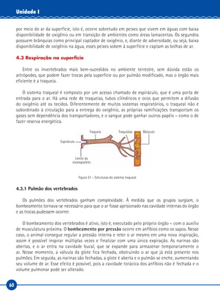 60
Unidade I
por meio do ar da superfície, isto é, ocorre sobretudo em peixes que vivem em águas com baixa
disponibilidade de oxigênio ou em transição de ambientes como áreas lamacentas. Os segundos
possuem brânquias como principal captador de oxigênio, e, diante de adversidade, ou seja, baixa
disponibilidade de oxigênio na água, esses peixes sobem à superfície e captam as bolhas de ar.
4.3 Respiração na superfície
Entre os invertebrados mais bem-sucedidos no ambiente terrestre, sem dúvida estão os
artrópodes, que podem fazer trocas pela superfície ou por pulmão modificado, mas o órgão mais
eficiente é a traqueia.
O sistema traqueal é composto por um acesso chamado de espiráculo, que é uma porta de
entrada para o ar. Há uma rede de traqueias, tubos cilíndricos e ocos que permitem a difusão
do oxigênio até os tecidos. Diferentemente de muitos sistemas respiratórios, o traqueal não é
subordinado à circulação para a entrega do oxigênio, as próprias ramificações transportam os
gases sem dependência dos transportadores, e o sangue pode ganhar outros papéis – como o de
fazer reserva energética.
Espiráculo
Traqueia Traquíolas Músculo
Limite do
exoesqueleto
Figura 51 – Estruturas do sistema traqueal
4.3.1 Pulmão dos vertebrados
Os pulmões dos vertebrados ganham complexidade. À medida que os grupos surgiam, o
bombeamento tornava-se necessário para que o ar fosse aprisionado nas cavidade internas do órgão
e as trocas pudessem ocorrer.
O bombeamento dos vertebrados é ativo, isto é, executado pelo próprio órgão – com o auxílio
de musculatura próxima. O bombeamento por pressão ocorre em anfíbios como os sapos. Nesse
caso, o animal consegue regular a pressão interna e reter o ar mesmo em uma nova inspiração,
assim é possível inspirar múltiplas vezes e finalizar com uma única expiração. As narinas são
abertas, e o ar entra na cavidade bucal, que se expande para armazenar temporariamente o
ar. Nesse momento, a válvula da glote fica fechada, obstruindo o ar que já está presente nos
pulmões. Em seguida, as narinas são fechadas, a glote é aberta e o pulmão se enche, aumentando
seu volume de ar. Esse efeito é possível, pois a cavidade torácica dos anfíbios não é fechada e o
volume pulmonar pode ser alterado.
 