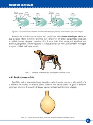 61
FISIOLOGIA COMPARADA
Narinas
(abertas)
Narinas
(fechadas)Cavidade
bucal
Glote
(fechada)
Glote
(fechada)
Glote
(aberta)
Glote
(aberta)
Pulmão
Boca
Ar
Figura 52 – Ciclo ventilatório de um anfíbio mediante bombeamento por pressão (a maior seta indica que o ciclo se repete)
A maioria dos vertebrados como répteis, aves e mamíferos realiza bombeamento por sucção, no
qual a pressão interna é inferior à externa e o ar é empurrado em direção aos pulmões. Nesse caso,
a cavidade torácica não pode expandir-se além de certo limite. Cada inspiração é seguida de uma
expiração, obrigando o animal é expulsar o ar antes que coloque um novo volume. Observe na imagem
a seguir a cavidade torácica de um cão:
Pulmões
Figura 53 – Pulmões de um mamífero, que são protegidos na cavidade torácica
4.3.2 Respiração em anfíbios
Os anfíbios podem obter oxigênio por via cutânea, pelas brânquias externas e pelos pulmões. Se
o indivíduo for aquático ou terrestre, poderá combinar duas dessas opções. Em geral, os terrestres
continuam altamente dependentes de água e respiram tanto por pulmões como pela pele.
Figura 54 – Pulmão saculiforme de um anfíbio, um órgão com uma pequena área de contato
 