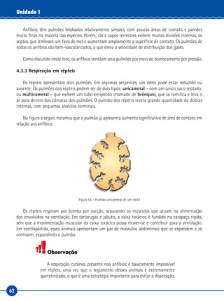 62
Unidade I
Anfíbios têm pulmões bilobados relativamente simples, com poucas áreas de contato e paredes
muito finas na maioria das espécies. Porém, rãs e sapos terrestres exibem muitas divisões internas, os
septos, que lembram um favo de mel e aumentam amplamente a superfície de contato. Os pulmões de
todos os anfíbios são bem‑vascularizados, o que eleva a velocidade de distribuição dos gases.
Como discutido neste livro, os anfíbios ventilam seus pulmões por meio do bombeamento por pressão.
4.3.3 Respiração em répteis
Os répteis apresentam dois pulmões. Em algumas serpentes, um deles pode estar reduzido ou
ausente. Os pulmões dos répteis podem ser de dois tipos: unicameral – com um único saco septado;
ou multicameral – que exibem um tubo enrijecido chamado de brônquio, que se ramifica e leva o
ar para dentro das câmaras dos pulmões. O pulmão dos répteis revela grande quantidade de dobras
internas, com pequenos alvéolos terminais.
Na figura a seguir, notamos que o pulmão já apresenta aumento significativo de área de contato em
relação aos anfíbios:
Figura 55 – Pulmão unicameral de um réptil
Os répteis respiram por bomba por sucção, separando os músculos que atuam na alimentação
dos envolvidos na ventilação. Em tartarugas e jabutis, a caixa torácica é fundida na carapaça rígida,
sem que a movimentação muscular da caixa torácica possa mover-se e contribuir para a ventilação.
Em contrapartida, esses animais apresentam um par de músculos abdominais que se expandem e se
contraem, expandindo o pulmão.
Observação
A respiração cutânea presente nos anfíbios é basicamente impossível
em répteis, uma vez que o tegumento desses animais é extremamente
queratinizado, o que é uma estratégia importante para evitar a dissecação.
 