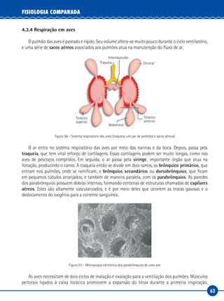 63
FISIOLOGIA COMPARADA
4.3.4 Respiração em aves
O pulmão das aves é pareado e rígido. Seu volume altera-se muito pouco durante o ciclo ventilatório,
e uma série de sacos aéreos associados aos pulmões atua na manutenção do fluxo de ar.
Traqueia
Interclavicular
Cervical
Abdominal
Torácico
superior
Torácico
anterior
Figura 56 – Sistema respiratório das aves (traqueia, um par de pulmões e sacos aéreos)
O ar entra no sistema respiratório das aves por meio das narinas e da boca. Depois, passa pela
traqueia, que tem vital reforço de cartilagens. Essas cartilagens podem ser muito longas, como nas
aves de pescoços compridos. Em seguida, o ar passa pela siringe, importante órgão que atua na
fonação, produzindo o canto. A traqueia então se divide em dois ramos, os brônquios primários, que
entram nos pulmões, onde se ramificam; e brônquios secundários ou dorsobrônquios, que ficam
em pequenos túbulos arranjados; e também de maneira paralela, com os parabrônquios. As paredes
dos parabrônquios possuem dobras internas, formando centenas de estruturas chamadas de capilares
aéreos. Estes são altamente vascularizados, e é por meio deles que ocorrem as trocas gasosas e o
deslocamento do oxigênio para a corrente sanguínea.
Figura 57 – Microscopia eletrônica dos parabrônquios de uma ave
As aves necessitam de dois ciclos de inalação e exalação para a ventilação dos pulmões. Músculos
peitorais ligados à caixa torácica promovem a expansão do tórax durante a primeira inspiração,
 