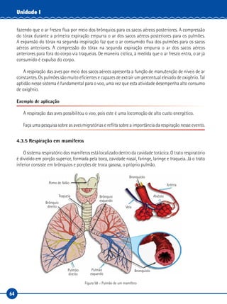 64
Unidade I
fazendo que o ar fresco flua por meio dos brônquios para os sacos aéreos posteriores. A compressão
do tórax durante a primeira expiração empurra o ar dos sacos aéreos posteriores para os pulmões.
A expansão do tórax na segunda inspiração faz que o ar consumido flua dos pulmões para os sacos
aéreos anteriores. A compressão do tórax na segunda expiração empurra o ar dos sacos aéreos
anteriores para fora do corpo via traqueias. De maneira cíclica, à medida que o ar fresco entra, o ar já
consumido é expulso do corpo.
A respiração das aves por meio dos sacos aéreos apresenta a função de manutenção de níveis de ar
constantes. Os pulmões são muito eficientes e capazes de extrair um percentual elevado de oxigênio. Tal
aptidão nesse sistema é fundamental para o voo, uma vez que esta atividade desempenha alto consumo
de oxigênio.
Exemplo de aplicação
A respiração das aves possibilitou o voo, pois este é uma locomoção de alto custo energético.
Faça uma pesquisa sobre as aves migratórias e reflita sobre a importância da respiração nesse evento.
4.3.5 Respiração em mamíferos
O sistema respiratório dos mamíferos está localizado dentro da cavidade torácica. O trato respiratório
é dividido em porção superior, formada pela boca, cavidade nasal, faringe, laringe e traqueia. Já o trato
inferior consiste em brônquios e porções de troca gasosa, o próprio pulmão.
Pomo de Adão
Traqueia
Brônquio
direito
Pulmão
direito
Brônquio
esquerdo
Bronquíolo
Bronquíolo
Artéria
Pulmão
esquerdo
Veia
Alvéolo
Figura 58 – Pulmão de um mamífero
 