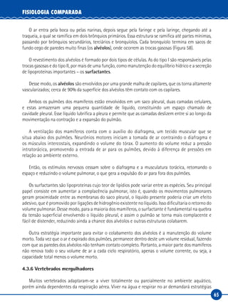 65
FISIOLOGIA COMPARADA
O ar entra pela boca ou pelas narinas, depois segue pela faringe e pela laringe, chegando até a
traqueia, a qual se ramifica em dois brônquios primários. Essa estrutura se ramifica até partes mínimas,
passando por brônquios secundários, terciários e bronquíolos. Cada bronquíolo termina em sacos de
fundo cego de paredes muito finas (os alvéolos), onde ocorrem as trocas gasosas (Figura 58).
O revestimento dos alvéolos é formado por dois tipos de células. As do tipo I são responsáveis pelas
trocas gasosas e do tipo II, por mais de uma função, como manutenção do equilíbrio hídrico e a secreção
de lipoproteínas importantes – os surfactantes.
Desse modo, os alvéolos são envolvidos por uma grande malha de capilares, que os torna altamente
vascularizados; cerca de 90% da superfície dos alvéolos têm contato com os capilares.
Ambos os pulmões dos mamíferos estão envolvidos em um saco pleural, duas camadas celulares,
e estas armazenam uma pequena quantidade de líquido, constituindo um espaço chamado de
cavidade pleural. Esse líquido lubrifica a pleura e permite que as camadas deslizem entre si ao longo da
movimentação na contração e a expansão do pulmão.
A ventilação dos mamíferos conta com o auxílio do diafragma, um tecido muscular que se
situa abaixo dos pulmões. Neurônios motores iniciam a tomada de ar contraindo o diafragma e
os músculos intercostais, expandindo o volume do tórax. O aumento do volume reduz a pressão
intratorácica, promovendo a entrada de ar para os pulmões, devido à diferença de pressões em
relação ao ambiente externo.
Então, os estímulos nervosos cessam sobre o diafragma e a musculatura torácica, retomando o
espaço e reduzindo o volume pulmonar, o que gera a expulsão do ar para fora dos pulmões.
Os surfactantes são lipoproteínas cujo teor de lipídios pode variar entre as espécies. Seu principal
papel consiste em aumentar a complacência pulmonar, isto é, quando os movimentos pulmonares
geram proximidade entre as membranas do saco pleural, o líquido presente poderia criar um efeito
adesivo, que é promovido por ligações de hidrogênio existente no líquido. Isso dificultaria o retorno do
volume pulmonar. Desse modo, para a maioria dos mamíferos, o surfactante é fundamental na quebra
da tensão superficial envolvendo o líquido pleural, e assim o pulmão se torna mais complacente e
fácil de distender, reduzindo ainda a chance dos alvéolos e outras estruturas colabarem.
Outra estratégia importante para evitar o colabamento dos alvéolos é a manutenção do volume
morto. Toda vez que o ar é expirado dos pulmões, permanece dentro deste um volume residual, fazendo
com que as paredes dos alvéolos não tenham contato completo. Portanto, a maior parte dos mamíferos
não renova todo o seu volume de ar a cada ciclo respiratório, apenas o volume corrente, ou seja, a
capacidade total menos o volume morto.
4.3.6 Vertebrados mergulhadores
Muitos vertebrados adaptaram-se a viver totalmente ou parcialmente no ambiente aquático,
porém ainda dependentes da respiração aérea. Viver na água e respirar no ar demandará estratégias
 