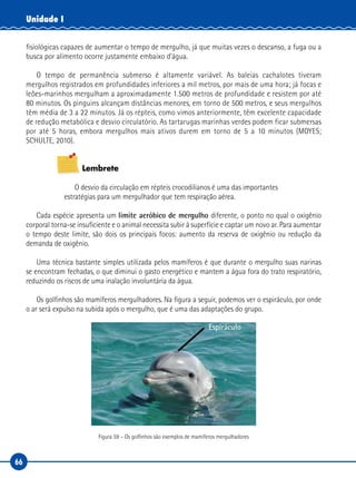 66
Unidade I
fisiológicas capazes de aumentar o tempo de mergulho, já que muitas vezes o descanso, a fuga ou a
busca por alimento ocorre justamente embaixo d’água.
O tempo de permanência submerso é altamente variável. As baleias cachalotes tiveram
mergulhos registrados em profundidades inferiores a mil metros, por mais de uma hora; já focas e
leões-marinhos mergulham a aproximadamente 1.500 metros de profundidade e resistem por até
80 minutos. Os pinguins alcançam distâncias menores, em torno de 500 metros, e seus mergulhos
têm média de 3 a 22 minutos. Já os répteis, como vimos anteriormente, têm excelente capacidade
de redução metabólica e desvio circulatório. As tartarugas marinhas verdes podem ficar submersas
por até 5 horas, embora mergulhos mais ativos durem em torno de 5 a 10 minutos (MOYES;
SCHULTE, 2010).
Lembrete
O desvio da circulação em répteis crocodilianos é uma das importantes
estratégias para um mergulhador que tem respiração aérea.
Cada espécie apresenta um limite aeróbico de mergulho diferente, o ponto no qual o oxigênio
corporal torna-se insuficiente e o animal necessita subir à superfície e captar um novo ar. Para aumentar
o tempo deste limite, são dois os principais focos: aumento da reserva de oxigênio ou redução da
demanda de oxigênio.
Uma técnica bastante simples utilizada pelos mamíferos é que durante o mergulho suas narinas
se encontram fechadas, o que diminui o gasto energético e mantem a água fora do trato respiratório,
reduzindo os riscos de uma inalação involuntária da água.
Os golfinhos são mamíferos mergulhadores. Na figura a seguir, podemos ver o espiráculo, por onde
o ar será expulso na subida após o mergulho, que é uma das adaptações do grupo.
Espiráculo
Figura 59 – Os golfinhos são exemplos de mamíferos mergulhadores
 