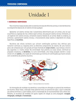 9
FISIOLOGIA COMPARADA
Unidade I
1 SISTEMAS NERVOSOS
Para iniciarmos nossos estudos sobre os sistemas nervosos de diferentes animais, é vital relembrarmos
os componentes básicos de um sistema nervoso qualquer.
Apresentar um sistema nervoso não é característica determinante para um animal, uma vez que
os poríferos ou esponjas-do-mar, embora sejam animais, não possuem sistema nervoso. Entretanto, se
um espécime tem sistema nervoso, certamente estamos falando de um animal. Desde os cnidários, os
primeiros a apresentarem sistema nervoso, o funcionamento desse sistema é dependente de células
específicas, os neurônios.
Neurônios são células excitáveis que utilizam combinações químicas e/ou elétricas para
transmitir estímulos ou respostas entre os diferentes componentes do sistema. De uma maneira
geral, são compostos por uma porção principal chamada de corpo celular, a qual abriga a maioria
das organelas e o núcleo celular. Na extremidade mais próxima ao corpo celular, ramificam-se
projeções receptoras, os dendritos; na outra extremidade, uma longa projeção estende o corpo
celular em um axônio, uma região de transmissão que termina em ramificações que fazem contato
com os dendritos do próximo neurônio.
neurotransmissor
receptor
Dendritos Sinapse
Axônio
Bainha de
mielina
Núcleo
Nucléolo
Membrana
celular
Sinapses
Figura 1 – Estrutura básica de um neurônio
As informações são recebidas nos dendritos e convertidas em alterações no potencial de membrana
do neurônio. Desse modo, a alteração nesse potencial inicia um potencial de ação, o qual é conduzido
aos axônios terminais e, a partir destes, ocorre a transmissão de um neurotransmissor até a célula‑alvo.
Portanto, os neurônios são divididos em quatro regiões em relação ao sinal propagado: recepção,
integração, condução e transmissão.
 