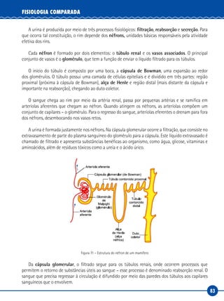 83
FISIOLOGIA COMPARADA
A urina é produzida por meio de três processos fisiológicos: filtração, reabsorção e secreção. Para
que ocorra tal constituição, o rim depende dos néfrons, unidades básicas responsáveis pela atividade
efetiva dos rins.
Cada néfron é formado por dois elementos: o túbulo renal e os vasos associados. O principal
conjunto de vasos é o glomérulo, que tem a função de enviar o líquido filtrado para os túbulos.
O início do túbulo é composto por uma boca, a cápsula de Bowman, uma expansão ao redor
dos glomérulos. O túbulo possui uma camada de células epiteliais e é dividido em três partes: região
proximal (próxima à cápsula de Bowman), alça de Henle e região distal (mais distante da cápsula e
importante na reabsorção), chegando ao duto coletor.
O sangue chega ao rim por meio da artéria renal, passa por pequenas artérias e se ramifica em
arteríolas aferentes que chegam ao néfron. Quando atingem os néfrons, as arteríolas compõem um
conjunto de capilares – o glomérulo. Para o regresso do sangue, arteríolas eferentes o drenam para fora
dos néfrons, desembocando nos vasos retos.
A urina é formada justamente nos néfrons. Na cápsula glomerular ocorre a filtração, que consiste no
extravasamento de parte do plasma sanguíneo do glomérulo para a cápsula. Este líquido extravasado é
chamado de filtrado e apresenta substâncias benéficas ao organismo, como água, glicose, vitaminas e
aminoácidos, além de resíduos tóxicos como a ureia e o ácido úrico.
Figura 71 – Estrutura do néfron de um mamífero
Da cápsula glomerular, o filtrado segue para os túbulos renais, onde ocorrem processos que
permitem o retorno de substâncias úteis ao sangue – esse processo é denominado reabsorção renal. O
sangue que precisa regressar à circulação é difundido por meio das paredes dos túbulos aos capilares
sanguíneos que o envolvem.
 