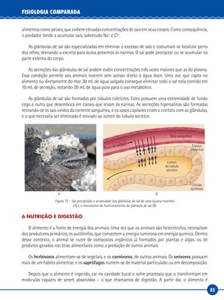 85
FISIOLOGIA COMPARADA
alimentos como peixes, que exibem elevadas concentrações de sais em seus corpos. Como consequência,
o predador tende a acumular sais, sobretudo Na+
e Cl+
.
As glândulas de sal são especializadas em eliminar o excesso de sais e costumam se localizar perto
dos olhos, drenando a excreta para dutos próximos às narinas. O sal pode precipitar ou se acumular na
parte externa do corpo.
As secreções das glândulas de sal podem exibir concentrações três vezes maiores que as do plasma.
Essa condição permite aos animais viverem sem acesso direto à água doce. Uma ave que capta no
alimento ou diretamente do mar 30 mL de água salgada consegue eliminar todo o sal nela contido em
10 mL de secreção, restando 20 mL de água pura para o uso metabólico.
As glândulas de sal são formadas por túbulos coletores. Estes possuem uma extremidade de fundo
cego e outra que desemboca em canais que levam às narinas. As secreções hipersalinas são formadas
retirando-se os sais vindos da corrente sanguínea, e os vasos capilares criam o contato com as glândulas,
e o que necessita ser eliminado é enviado ao lúmen do túbulo secretor.
Fluxo de sangue
Vaso sanguíneo
Espaço
intestinal
Células
epiteliais
A B
Lúmen
do túbulo
secretor
Figura 72 – Sal precipitado e acumulado das glândulas de sal de uma iguana marinha
(A) e o mecanismo de funcionamento da glândula de sal (B)
6 NUTRIÇÃO E DIGESTÃO
O alimento é a fonte de energia dos animais. Uma vez que os animais são heterótrofos, necessitam
dos produtores primários, os autótrofos, que convertem a energia luminosa em energia química. Dentro
desse contexto, o animal se nutre de compostos orgânicos já formados por plantas e algas, ou de
produtos gerados nas teias alimentares como a predação de outros animais.
Os herbívoros alimentam-se de vegetais, e os carnívoros, de outros animais. Os onívoros possuem
mais de um hábito alimentar, e os saprófagos nutrem-se de material particulado ou em decomposição.
Depois que o alimento é ingerido, cai na cavidade bucal e sofre processos que o transformam em
moléculas capazes de serem absorvidas – o que chamamos de digestão. A partir daí, o alimento é
 