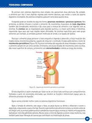 89
FISIOLOGIA COMPARADA
Os animais com sistemas digestórios mais simples não apresentam duas aberturas. Na verdade,
o alimento que não é mais digerido regressa pela mesma abertura, que recebe o nome de sistema
digestório incompleto. Os sistemas completos possuem tanto boca quanto ânus.
A digestão pode ser dividida da seguinte forma: processos mecânicos e processos químicos. Nos
primeiros, os dentes trituram e cortam o alimento. Os movimentos musculares do trato digestório
também são considerados mecânicos e são vitais para a mistura do alimento a ser digerido com as
enzimas. As enzimas são as responsáveis pela digestão química, e a maior parte delas é hidrolítica,
requerendo água para que suas reações sejam efetivadas. Há enzimas específicas para cada grupo
alimentar, por exemplo, as amilases quebram moléculas de amido, e as lipases, de lipídios.
Para que o alimento possa percorrer o trato enquanto é digerido e absorvido, a força muscular dos
órgãos realiza movimentos próprios, capazes de empurrar o conteúdo. A essas ações damos o nome de
movimentos peristálticos (Figura 75). As áreas contraídas são seguidas de áreas relaxadas e empurram
o alimento sempre em um único sentido. Entretanto, estruturas dotadas de movimento, como os cílios,
dão maior superfície de contato, juntamente com microvilosidades e dobras ao longo dos tecidos.
Músculo
relaxado
Músculo
contraído
Parede
muscular
Bolo
alimentar
Peristalse
Figura 75 – Esquema do movimento peristáltico ou peristalse
O trato digestório é assim chamado por tratar-se de um único tubo contínuo com compartimentos
formados a partir de constrições alternadas, que dividem as funções e determinam espaço para os
diferentes processos da digestão.
Agora vamos entender melhor como os sistemas digestórios funcionam.
Após a tomada do alimento, este segue a boca, as peças bucais ou dentes o dilaceram e ocorre a
deglutição, empurrando-o para a faringe. Durante a permanência do alimento na boca, ou mesmo antes de
ele chegar a ela, os animais podem produzir substâncias ricas em água, enzimas ou mesmo anticoagulantes
(salivas) por meio das glândulas salivares. Muitas vezes o início da digestão já ocorre nesse momento, mas
também pode haver liberação de toxinas que contribuem na imobilização de presas.
 