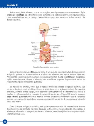 90
Unidade II
Após a recepção do alimento, ocorre a condução e, em alguns casos, o armazenamento. Após
a faringe, o esôfago faz a transferência do alimento para a etapa digestiva. Em alguns animais,
como invertebrados e aves, o esôfago é expandido em papo para armazenar o alimento antes da
digestão química.
Fígado
Esôfago
Estômago
Pâncreas
Cólon transverso
Jejuno
Cólon descendente
Íleo
Sigmoide
Reto
Ânus
Glândulas
salivares
Ceco
Apêndice
Duodeno
Cólon
ascendente
Vesícula
biliar
Figura 76 – Trato digestório de um humano
Na maioria dos animais, o estômago, na forma de um saco, é a próxima estrutura. É aí que ocorrem
a digestão química, ou armazenamento e a mistura do alimento com água e enzimas digestivas.
Antecedendo o estômago químico, alguns indivíduos apresentam moela ou estômagos mecânicos,
regiões musculares que trituram o alimento, com o auxílio de pequenos fragmentos de rochas ou
revestimentos rígidos como dentes quitinosos.
Na maioria dos animais, vimos que a digestão mecânica precede a digestão química, seja
por meio dos dentes, seja por bicos córneos, e, posteriormente, a ação das enzimas. No caso dos
anelídeos, primeiro temos o papo, onde ocorrem o armazenamento e a fermentação; depois, a
moela e o estômago químico, chamado de proventrículo. As aves (Figura 77) também possuem
papo e moela que desempenham as mesmas funções. Entretanto, inicialmente ocorre a digestão
química com o alimento seguindo do papo para o proventrículo; ao fim desse processo, o alimento
passa pela moela.
Como já houve a digestão química, você poderá pensar que não há a necessidade de uma
digestão mecânica. Contudo, na moela das aves, os fragmentos mais rígidos são dilacerados e o
alimento é misturado, e, agregando-se à massa alimentar, as enzimas já lançadas no proventrículo
intensificam sua ação.
 