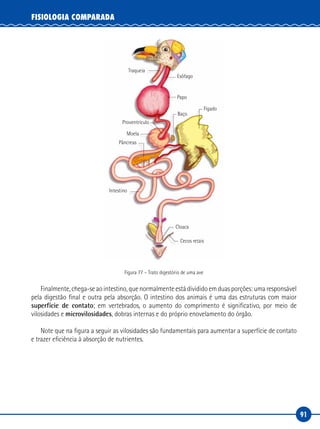 91
FISIOLOGIA COMPARADA
Proventrículo
Esôfago
Fígado
Cloaca
Cecos retais
Papo
Baço
Pâncreas
Intestino
Moela
Traqueia
Figura 77 – Trato digestório de uma ave
Finalmente, chega-se ao intestino, que normalmente está dividido em duas porções: uma responsável
pela digestão final e outra pela absorção. O intestino dos animais é uma das estruturas com maior
superfície de contato; em vertebrados, o aumento do comprimento é significativo, por meio de
vilosidades e microvilosidades, dobras internas e do próprio enovelamento do órgão.
Note que na figura a seguir as vilosidades são fundamentais para aumentar a superfície de contato
e trazer eficiência à absorção de nutrientes.
 