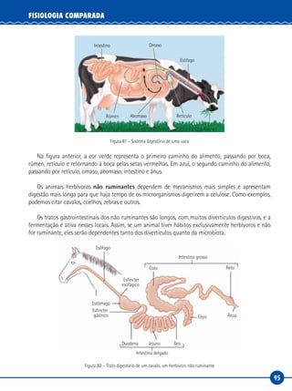 95
FISIOLOGIA COMPARADA
Esôfago
RetículoAbomaso
Intestino Omaso
Rúmen
Figura 81 – Sistema digestório de uma vaca
Na figura anterior, a cor verde representa o primeiro caminho do alimento, passando por boca,
rúmen, retículo e retornando à boca pelas setas vermelhas. Em azul, o segundo caminho do alimento,
passando por retículo, omaso, abomaso, intestino e ânus.
Os animais herbívoros não ruminantes dependem de mecanismos mais simples e apresentam
digestão mais longa para que haja tempo de os microrganismos digerirem a celulose. Como exemplos,
podemos citar cavalos, coelhos, zebras e outros.
Os tratos gastrointestinais dos não ruminantes são longos, com muitos divertículos digestivos, e a
fermentação é ativa nesses locais. Assim, se um animal tiver hábitos exclusivamente herbívoros e não
for ruminante, eles serão dependentes tanto dos divertículos quanto da microbiota.
Esôfago
Duodeno
Estômago
Esfíncter
gástrico
Esfíncter
esofágico
Íleo
Ceco Ânus
RetoColo
Intestino grosso
Intestino delgado
Jejuno
Figura 82 – Trato digestório de um cavalo, um herbívoro não ruminante
 