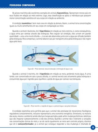 75
FISIOLOGIA COMPARADA
Os peixes marinhos são excelentes exemplos de animais hiposmóticos. Apresentam menos sais em
seus fluidos em relação ao meio externo. Logo, essa classificação se aplica a indivíduos que possuem
menor concentração osmótica em seu corpo em relação ao ambiente.
A condição isosmótica é bem mais rara em relação às demais. Assim, o animal teria concentrações
iguais ou muito semelhantes em seu corpo em comparação ao meio.
Quando o animal é dulcícola, ele é hipertônico em relação ao meio externo, e, como consequência,
a água entra por osmose através das brânquias. Para regular tal condição, eles urinam em grande
quantidade – uma urina muito diluída –, e os sais são absorvidos junto com a água por difusão também
pelas brânquias. Para compensar, o animal absorve sais por transporte ativo pelas brânquias e não ingere
água pela boca.
Sal
H2O
Rim
Urina
Figura 62 – Peixe dulcícola: áreas de absorção e eliminação de água e sais
Quando o animal é marinho, ele é hipotônico em relação ao meio, perdendo muita água. A urina
tende a ser concentrada em sais e pouco diluída, e o animal excreta sais ativamente pelas brânquias e
consumindo água por ingestão para equilibrar a perda de água por osmose nas brânquias.
Sal
Sal
H2O
H2O
Rim
Urina
Água
do mar
Figura 63 – Peixe marinho: a ingestão de água e a perda de água e sais pelas brânquias
A condição isosmótica seria perfeita para que o animal não precisasse de mecanismos fisiológicos
reguladores constantemente, inclusive representaria uma economia energética. Entretanto, na maioria
das vezes, mesmo o ambiente sendo ideal por longos períodos, pode sofrer mudanças bióticas e abióticas
qua vão impactar substancialmente a vida dos animais. Quando o animal não é tolerante a variações
nas concentrações iônicas do meio, e se ele oscila igualmente ao meio sem controle próprio, dizemos
que ele é osmoconformador; já o animal que consegue responder a tais mudanças é chamado de
 