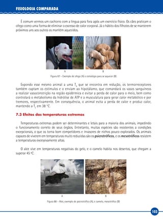 103
FISIOLOGIA COMPARADA
É comum vermos um cachorro com a língua para fora após um exercício físico. Os cães praticam o
ofego como uma forma de eliminar o excesso de calor corporal. Já o hábito dos filhotes de se manterem
próximos uns aos outros os mantém aquecidos.
A B
Figura 87 – Exemplo de ofego (A) e estratégia para se aquecer (B)
Expondo esse mesmo animal a uma TA
que se encontra em redução, os termorreceptores
também captam os estímulos e o enviam ao hipotálamo, que comandará os vasos sanguíneos
a realizar vasoconstrição na região epidérmica e evitar a perda de calor para o meio, bem como
controlará o metabolismo da hidrólise de ATP e a musculatura para gerar calor metabólico e por
tremores, respectivamente. Em consequência, o animal evita a perda de calor e produz calor,
mantendo a TC
em 38 °C.
7.3 Efeitos das temperaturas extremas
Temperaturas extremas podem ser determinantes e letais para a maioria dos animais, impedindo
o funcionamento correto de seus órgãos. Entretanto, muitas espécies são resistentes a condições
excepcionais, o que os torna bom competidores e invasores de nichos pouco explorados. Os animais
capazes de viverem em temperaturas muito reduzidas são os psicrotróficos, e os mesotróficos resistem
a temperaturas excessivamente altas.
O alce vive em temperaturas negativas do gelo, e o camelo habita nos desertos, que chegam a
superar 45 ºC.
A B
Figura 88 – Alce, exemplo de psicrotrófico (A), e camelo, mesotrófico (B)
 