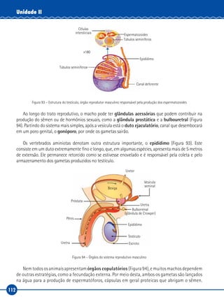 112
Unidade II
Células
intersticiais Espermatozoides
Epidídimo
Túbulos seminíferos
Canal deferente
x180
Túbulos seminíferos
Figura 93 – Estrutura do testículo, órgão reprodutor masculino responsável pela produção dos espermatozoides
Ao longo do trato reprodutivo, o macho pode ter glândulas acessórias que podem contribuir na
produção do sêmen ou de hormônios sexuais, como a glândula prostática e a bulbouretral (Figura
94). Partindo do sistema mais simples, após a vesícula está o duto ejaculatório, canal que desembocará
em um poro genital, o gonóporo, por onde os gametas sairão.
Os vertebrados aminiotas denotam outra estrutura importante, o epidídimo (Figura 93). Este
consiste em um duto extremamente fino e longo, que, em algumas espécies, apresenta mais de 5 metros
de extensão. Ele permanece retorcido como se estivesse enovelado e é responsável pela coleta e pelo
armazenamento dos gametas produzidos no testículo.
Ureter
Uretra
Uretra
Bexiga
Vesícula
seminal
Epidídimo
Testículo
Escroto
Bulborrenal
(glândula de Crowper)
Próstata
Pênis
Figura 94 – Órgãos do sistema reprodutivo masculino
Nem todos os animais apresentam órgãos copulatórios (Figura 94), e muitos machos dependem
de outras estratégias, como a fecundação externa. Por meio desta, ambos os gametas são lançados
na água para a produção de espermatóforos, cápsulas em geral proteicas que abrigam o sêmen.
 
