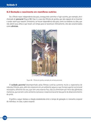 116
Unidade II
8.3 Gestação e nascimento em mamíferos eutérios
Se o filhote nasce independente dos pais, conseguindo caminhar e fugir sozinho, por exemplo, ele é
chamado de precocial (Figura 98). Esse é o caso dos filhotes de girafas, que são capazes de se levantar
e andar assim que nascem. Entretanto, se houver dependência dos pais, como os roedores ou cães, que
não abrem seus olhos e que levam um tempo para se locomover efetivamente, eles são caracterizados
como altriciais.
Figura 98 – Filhotes de girafas, exemplos de animais precociais
O cuidado parental desempenhado pelas fêmeas eutérias aumenta muito a expectativa de
vida dos filhotes, pois, além de crescerem em um ambiente seguro e que fornece aporte nutricional
necessário, diferente do ovo, que tem uma reserva fixa, elas os alimentam por meio das glândulas
mamárias, que servem como alimento exclusivo e essencial durante boa parte do desenvolvimento
da prole.
O gráfico a seguir destaca a relação estabelecida entre o tempo de gestação e o tamanho corporal
do indivíduo, no caso, o peso corporal.
 