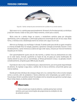 77
FISIOLOGIA COMPARADA
Figura 65 – Salmão: exemplo de peixe extremamente bem-sucedido em seu controle osmótico
Após nascer no rio, o salmão passa aproximadamente 18 meses lá. Ao fim desse período, os indivíduos
já são bem maiores e estão na fase juvenil. Nesse momento, rumam para o oceano.
Muito antes de o salmão chegar ao oceano, o metabolismo osmótico passa por alterações
significativas, como a adequação e a diminuição gradual da concentração de sais em seu corpo. Dessa
forma, o individuo evita a desidratação diante do contato com a água rica em sais.
Além de sua fisiologia, sua morfologia é alterada. O salmão perde peso devido ao gasto energético
e à intensa atividade física na natação, passando a apresentar coloração acinzentada. Durante o início
do deslocamento, o peixe memoriza os odores do lugar onde nasceu, inclusive por meio de feromônios
lançados por ele mesmo.
Com aproximadamente quatro anos de vida marinha, o salmão inicia seu deslocamento de volta
ao rio onde nasceu. Contudo, igualmente ao trajeto de ida, ele passa por outras modificações. Os
machos alteram-se para uma cor avermelhada, as fêmeas permanecem cinzas, e as gônadas crescem
consideravelmente, atingindo quase 50% do peso do peixe.
O período de vida no mar é fundamental para o desenvolvimento, pois lá há grande disponibilidade
de alimento. Ao regressar à água doce, o salmão não irá mais se alimentar, consumindo apenas suas
reservas lipídicas.
Grande parte dos indivíduos não consegue chegar até o rio; o estresse físico é alto e envolve natação
contra a corrente, além de predadores e fatores ambientais como tempestades, que podem alterar a
força da água. Os bem-sucedidos realizam fecundação externa, lançando seus gametas na própria água.
Pouco tempo depois, os adultos acabam morrendo.
Observação
Como um peixe que muda de ambiente, o salmão precisa fazer controle
osmótico, pois suas concentrações são proporcionais às condições de vida
do ambiente anterior.
 