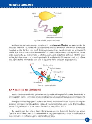 81
FISIOLOGIA COMPARADA
Bexiga
Labirinto
Saco terminal
Poro excretor
Tubo
branco
Figura 68 – Glândula verde de um crustáceo
AmaiorpartedosartrópodesterrestresexcretapormeiodostúbulosdeMalpighi,quepodemounãoestar
associados a nefrídios saculiformes. Os túbulos são sacos alongados e cilíndricos com uma das extremidades
conectada ao tubo digestivo, entre os intestinos médio e posterior, e a outra termina em um fundo cego. Os
túbulos estão em contato constante com a hemolinfa e os resíduos são reabsorvidos pelo epitélio dos túbulos.
Então, os elementos são encaminhados ao intestino, incorporando-se às fezes. No fim do intestino, ocorre
reabsorção de água, o que torna a excreção por túbulos de Malpighi mais eficiente na economia hídrica. Nesse
caso, o produto final eliminado é o ácido úrico ou a guanina, menos tóxicos em relação à amônia.
Boca
Moela
Reto Ânus
Intestino anterior
Túbulos de Malpighi
Intestino posterior
Papo
Cecos gástricos
Figura 69 – Túbulos de Malpighi
5.4 A excreção dos vertebrados
A maior parte dos vertebrados apresenta como órgãos excretores principais os rins. Além destes, os
animais podem realizar controle de íons e excreção por estruturas acessórias que estudaremos adiante.
O rim possui diferentes papéis na homeostase, como o equilíbrio iônico, que é controlado em parte
pelos rins, principalmente sódio, potássio e cálcio. O equilíbrio osmótico ocorre com a determinação do
volume de água lançada na urina, assim o rim contribui no equilíbrio hídrico.
Os rins participam da regulação da pressão sanguínea por meio do controle do volume de sangue.
Os efeitos do rim sobre a pressão são considerados de longo prazo e são importantes aliados dos efeitos
cardiovasculares de curto prazo, como a constrição dos vasos.
 