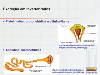 Excreção em Invertebrados
 Platelmintos: protonefrídios e células-flama
 Anelídios: metanefrídios
http://www.objetivo.br/conteudoonline/
imagens/conteudo_9616/03.jpg
http://www.objetivo.br/conteudoonl
ine/imagens/conteudo_9616/06.jpg
 