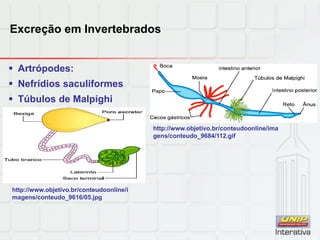 Excreção em Invertebrados
 Artrópodes:
 Nefrídios saculiformes
 Túbulos de Malpighi
http://www.objetivo.br/conteudoonline/ima
gens/conteudo_9684/112.gif
http://www.objetivo.br/conteudoonline/i
magens/conteudo_9616/05.jpg
 