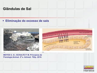 Glândulas de Sal
 Eliminação do excesso de sais
MOYES C. D.; SCHULTE P. M. Princípios de
Fisiologia Animal. 2ª e. Artmed. 792p. 2010.
 
