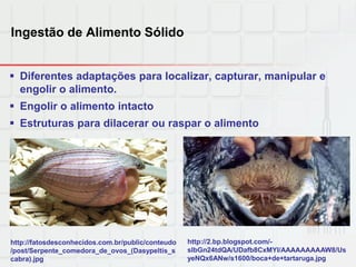 Ingestão de Alimento Sólido
 Diferentes adaptações para localizar, capturar, manipular e
engolir o alimento.
 Engolir o alimento intacto
 Estruturas para dilacerar ou raspar o alimento
http://fatosdesconhecidos.com.br/public/conteudo
/post/Serpente_comedora_de_ovos_(Dasypeltis_s
cabra).jpg
http://2.bp.blogspot.com/-
sIbGn24tdQA/UDafb8CxMYI/AAAAAAAAAW8/Us
yeNQx6ANw/s1600/boca+de+tartaruga.jpg
 