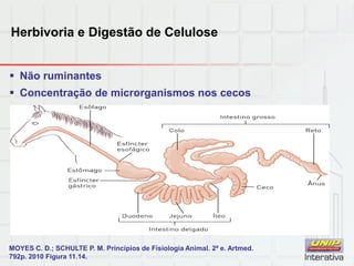 Herbivoria e Digestão de Celulose
 Não ruminantes
 Concentração de microrganismos nos cecos
MOYES C. D.; SCHULTE P. M. Princípios de Fisiologia Animal. 2ª e. Artmed.
792p. 2010 Figura 11.14.
 