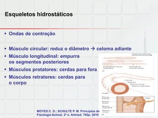 Esqueletos hidrostáticos
 Ondas de contração
 Músculo circular: reduz o diâmetro  celoma adiante
 Músculo longitudinal: empurra
os segmentos posteriores
 Músculos protatores: cerdas para fora
 Músculos retratores: cerdas para
o corpo
MOYES C. D.; SCHULTE P. M. Princípios de
Fisiologia Animal. 2ª e. Artmed. 792p. 2010
 