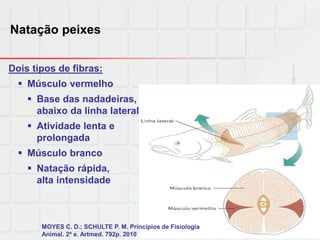 Natação peixes
Dois tipos de fibras:
 Músculo vermelho
 Base das nadadeiras,
abaixo da linha lateral
 Atividade lenta e
prolongada
 Músculo branco
 Natação rápida,
alta intensidade
MOYES C. D.; SCHULTE P. M. Princípios de Fisiologia
Animal. 2ª e. Artmed. 792p. 2010
 