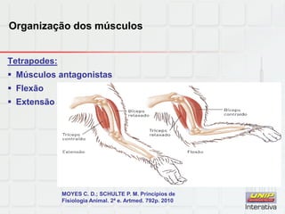 Organização dos músculos
Tetrapodes:
 Músculos antagonistas
 Flexão
 Extensão
MOYES C. D.; SCHULTE P. M. Princípios de
Fisiologia Animal. 2ª e. Artmed. 792p. 2010
 