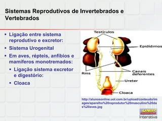 Sistemas Reprodutivos de Invertebrados e
Vertebrados
 Ligação entre sistema
reprodutivo e excretor:
 Sistema Urogenital
 Em aves, répteis, anfíbios e
mamíferos monotremados:
 Ligação sistema excretor
e digestório:
 Cloaca
http://alunosonline.uol.com.br/upload/conteudo/im
ages/aparelho%20reprodutor%20masculino%20da
s%20aves.jpg
 