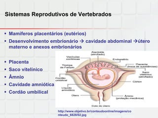 Sistemas Reprodutivos de Vertebrados
 Mamíferos placentários (eutérios)
 Desenvolvimento embrionário  cavidade abdominal útero
materno e anexos embrionários
 Placenta
 Saco vitelínico
 Âmnio
 Cavidade amniótica
 Cordão umbilical
http://www.objetivo.br/conteudoonline/imagens/co
nteudo_6828/02.jpg
 