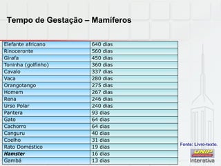 Tempo de Gestação – Mamíferos
Elefante africano 640 dias
Rinoceronte 560 dias
Girafa 450 dias
Toninha (golfinho) 360 dias
Cavalo 337 dias
Vaca 280 dias
Orangotango 275 dias
Homem 267 dias
Rena 246 dias
Urso Polar 240 dias
Pantera 93 dias
Gato 64 dias
Cachorro 64 dias
Canguru 40 dias
Coelho 31 dias
Rato Doméstico 19 dias
Hamster 16 dias
Gambá 13 dias
Fonte: Livro-texto.
 