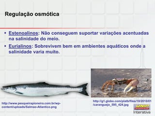Regulação osmótica
 Estenoalinos: Não conseguem suportar variações acentuadas
na salinidade do meio.
 Eurialinos: Sobrevivem bem em ambientes aquáticos onde a
salinidade varia muito.
http://www.pesqueirapioneira.com.br/wp-
content/uploads/Salmao-Atlantico.png
http://g1.globo.com/platb/files/18/2010/01
/caranguejo_595_424.jpg
 