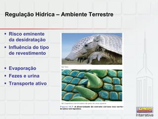 Regulação Hídrica – Ambiente Terrestre
 Risco eminente
da desidratação
 Influência do tipo
de revestimento
 Evaporação
 Fezes e urina
 Transporte ativo
 