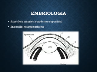 Neuroectodermo FISIOLOGIA CORNEAL EN EL CUERPO HUMANO 1 | PPTX