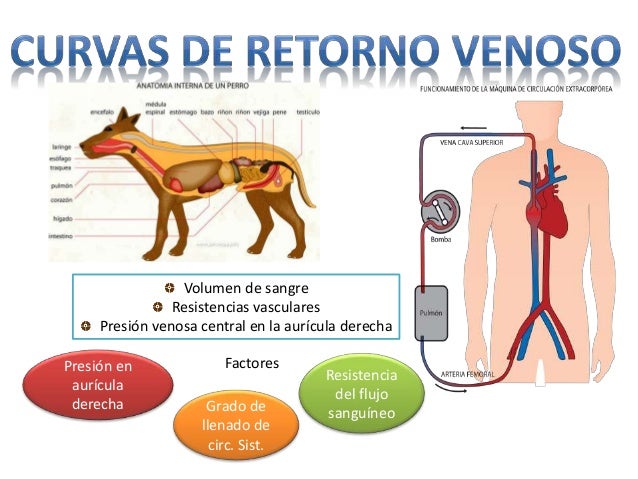 Volumen de sangre
Resistencias vasculares
Presión venosa central en la aurícula derecha
Presión en
aurícula
derecha Grado ...