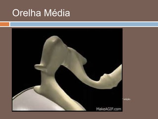 Orelha Média
 Tuba auditiva
 Arejamento
 Abertura ao deglutir
 Equilíbrio entre pressões
 Unidade tímpano-ossicular
Fonte: Netter – Atlas de anatomia humana 6ª edição.
 