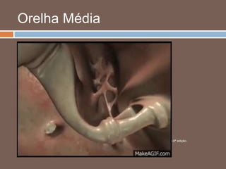 Orelha Média
 Tuba auditiva
 Arejamento
 Abertura ao deglutir
 Equilíbrio entre pressões
 Unidade tímpano-ossicular
Fonte: Netter – Atlas de anatomia humana 6ª edição.
 