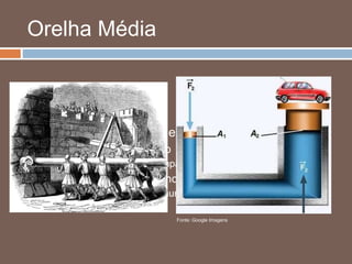 Orelha Média
 Função
 Correção da perda de energia
 Mecanismo hidráulico
 Área de vibração timpânica X área da platina do estribo
 Mecanismo de alavanca
 Martelo-bigorna  aumentam em 2,5 dB
Fonte: Google Imagens
 