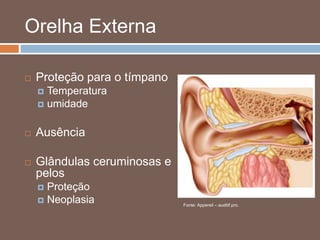 Orelha Externa
 Proteção para o tímpano
 Temperatura
 umidade
 Ausência
 Glândulas ceruminosas e
pelos
 Proteção
 Neoplasia Fonte: Appereil – auditif.pro.
 