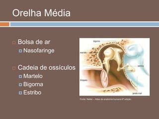 Orelha Média
 Bolsa de ar
 Nasofaringe
 Cadeia de ossículos
 Martelo
 Bigorna
 Estribo
Fonte: Netter – Atlas de anatomia humana 6ª edição.
 