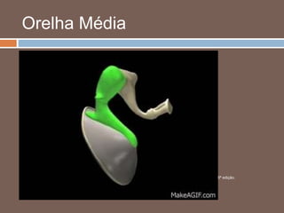 Orelha Média
 Tuba auditiva
 Arejamento
 Abertura ao deglutir
 Equilíbrio entre pressões
 Unidade tímpano-ossicular
Fonte: Netter – Atlas de anatomia humana 6ª edição.
 