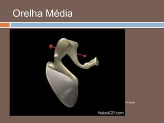 Orelha Média
 Tuba auditiva
 Arejamento
 Abertura ao deglutir
 Equilíbrio entre pressões
 Unidade tímpano-ossicular
Fonte: Netter – Atlas de anatomia humana 6ª edição.
 