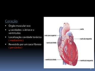 Coração
 Órgão muscular oco
 4 cavidades: 2 átrios e 2
ventrículos
 Localização: cavidade torácica
( mediastino )
 Revestido por um saco fibroso
( pericárdio )
6
 