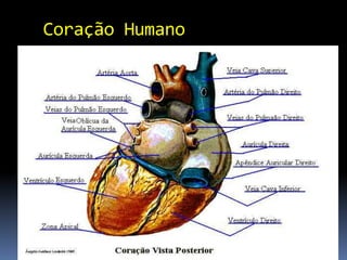 Coração Humano
7
 